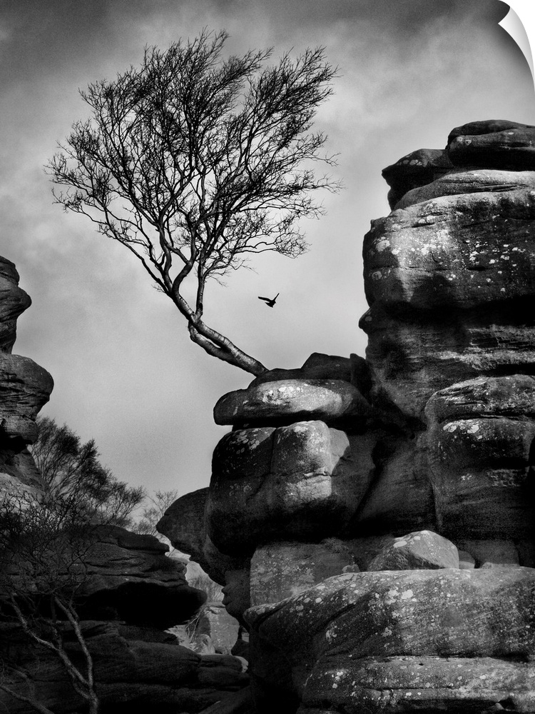 A black and white photograph of a bent tree jetting out from a rock formation.