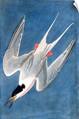 Roseate Tern