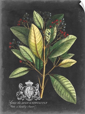Royal Foliage IV