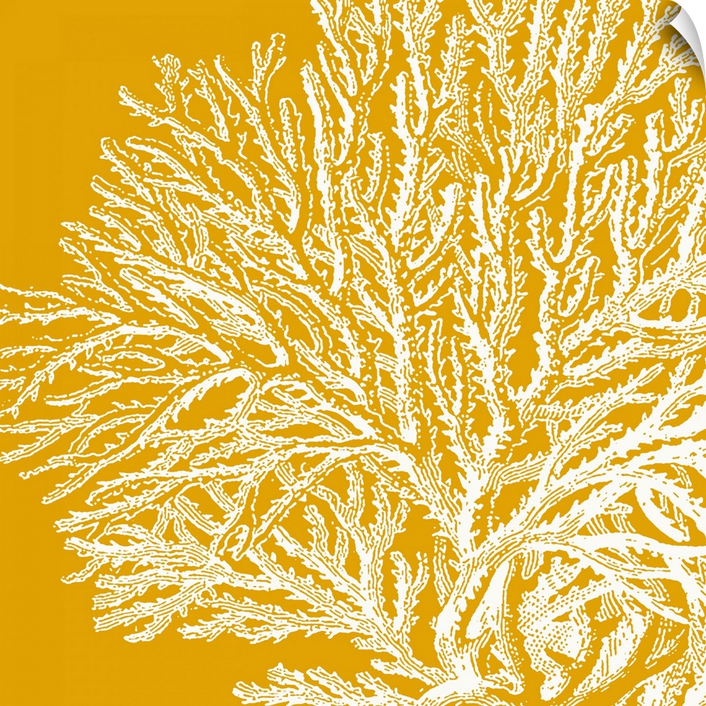 Square canvas with the outline of a coral plant on top of a vivid solid background.