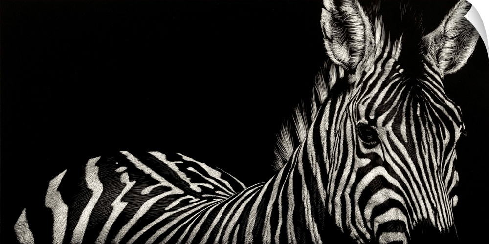 Contemporary scratchboard artwork of a zebra, emphasizing its stripes.