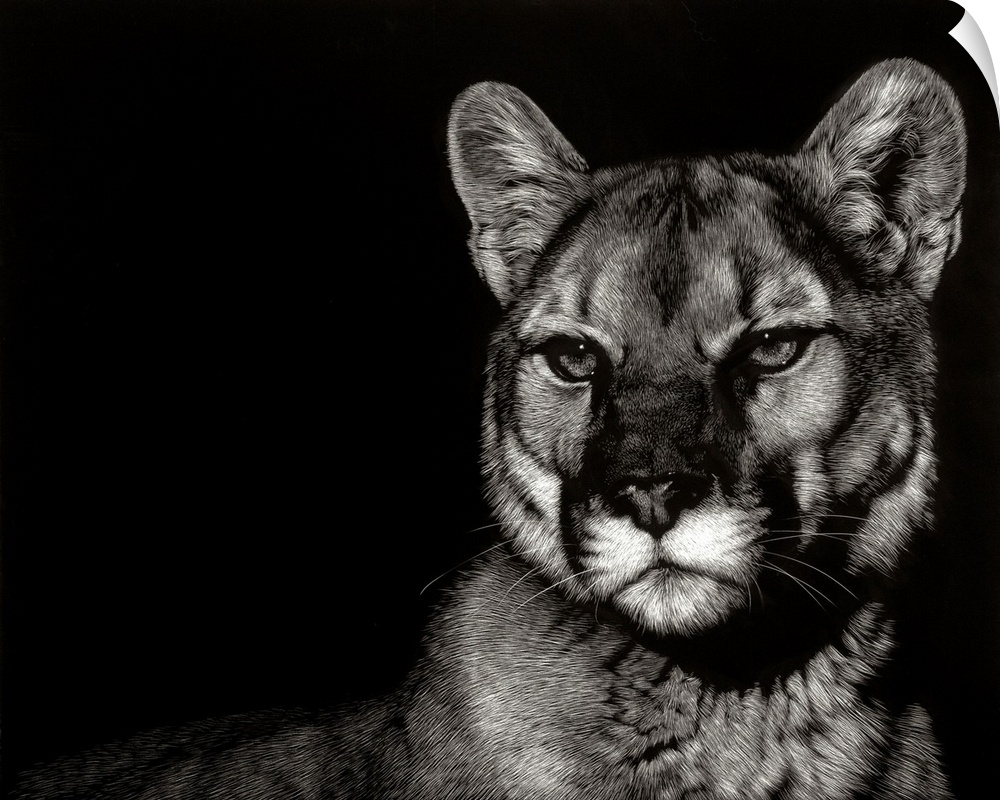 Black and white illustration of a cougar with an intense stare.