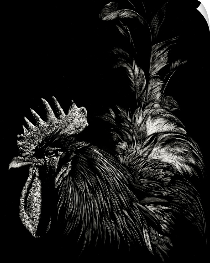 Black and white illustration of a rooster with a large comb and long tail.
