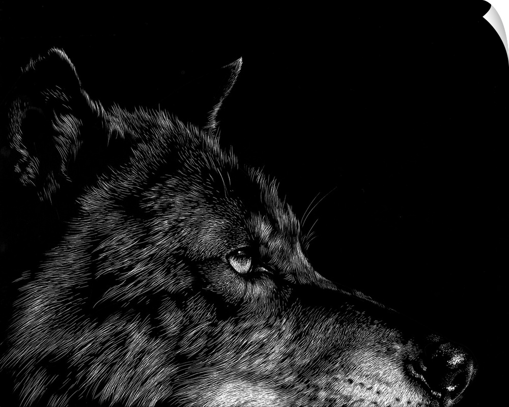 Black and white illustration of a wolf's face with intense eyes.