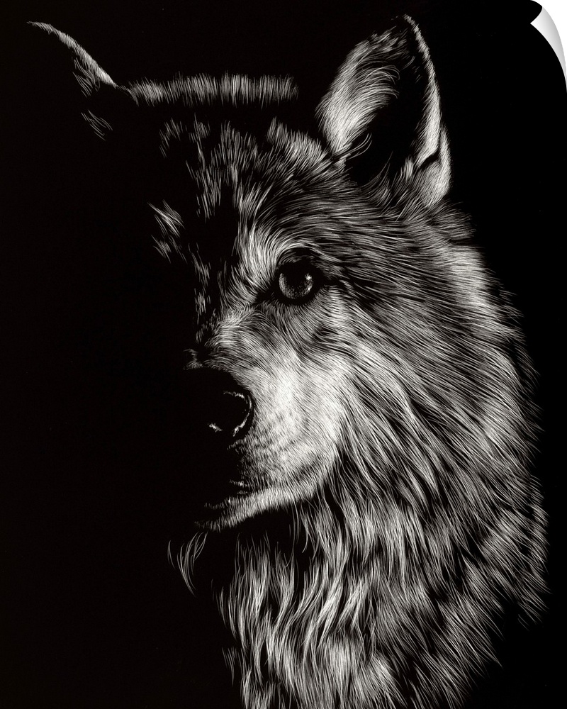 Black and white illustration of a wolf looking straight ahead, half in shadow.