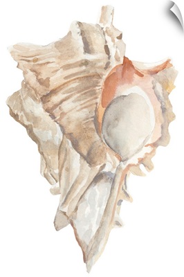 Seashell IV