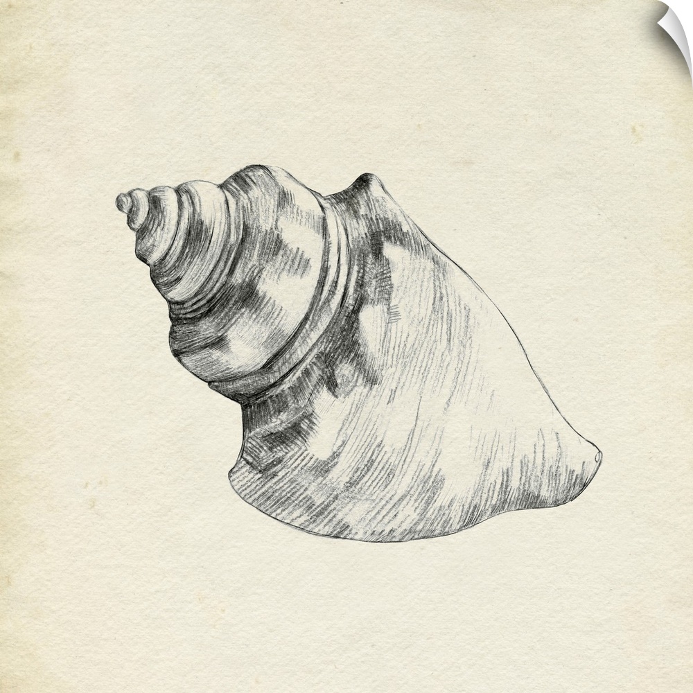 Seashell Pencil Sketch IV