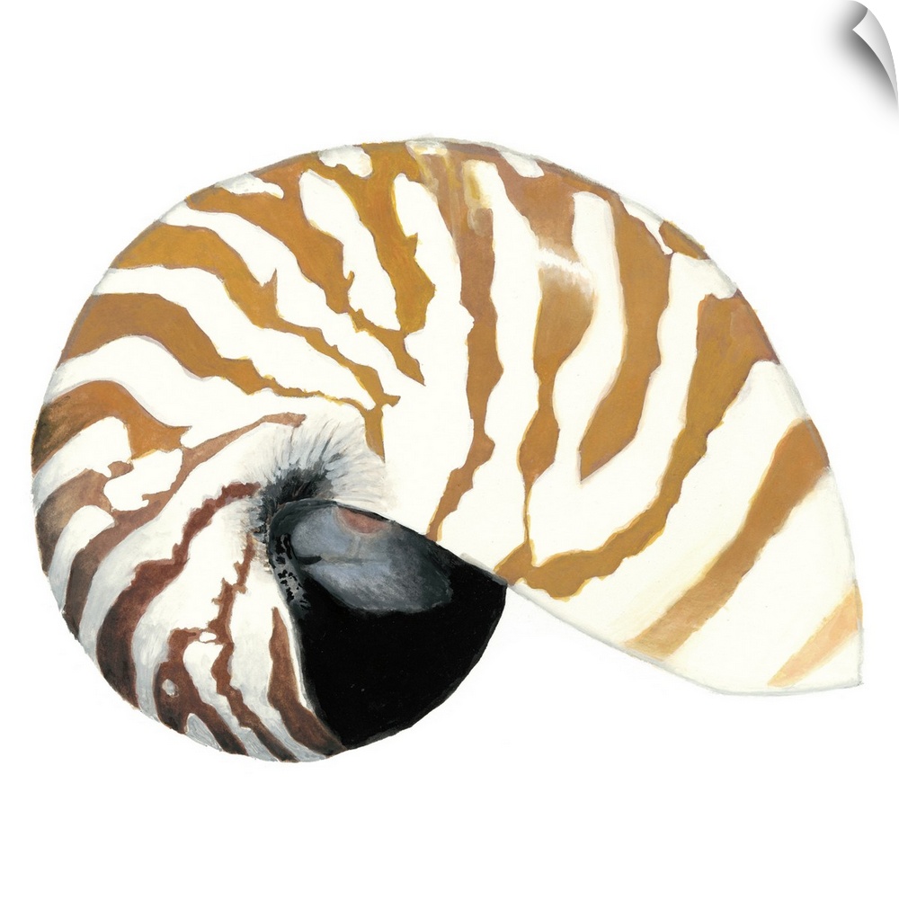 Detailed painting of a striped seashell.