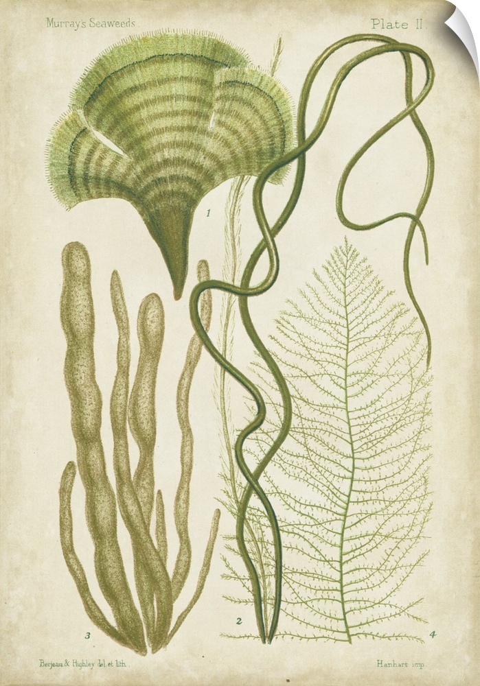 Seaweed Specimen in Green II