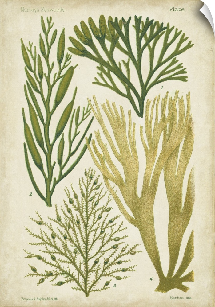 Seaweed Specimen in Green III