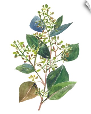 Seeded Eucalyptus II