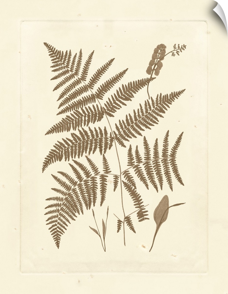 Sepia Ferns I