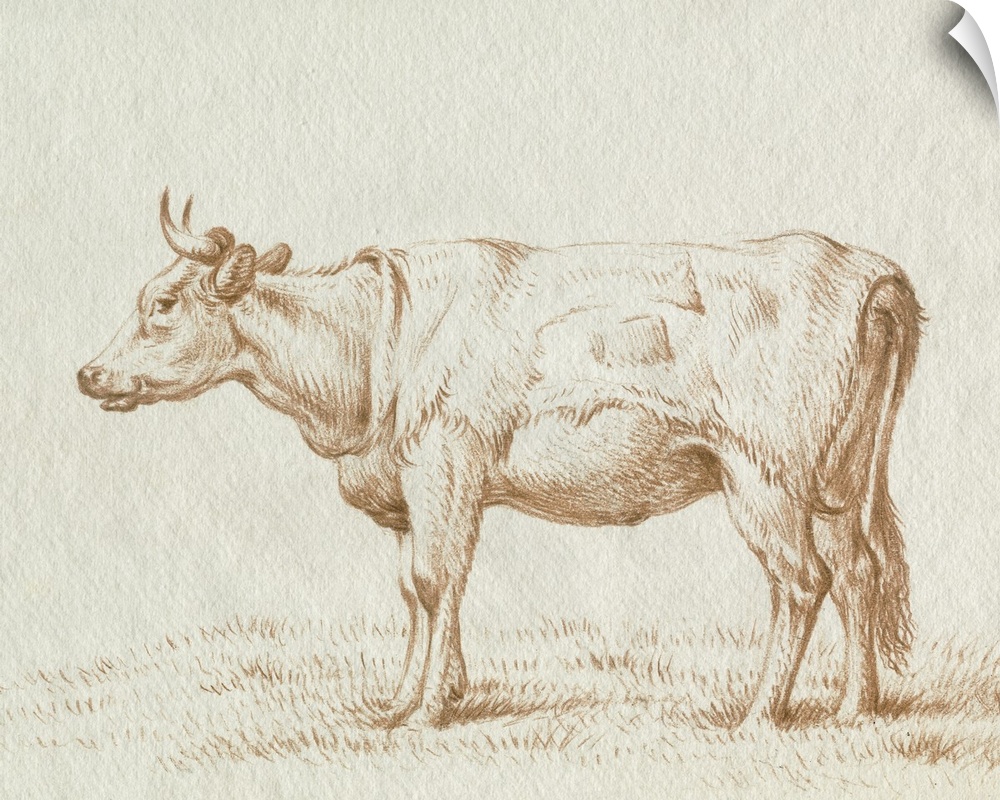 Sepia Grazing Cow Sketch II