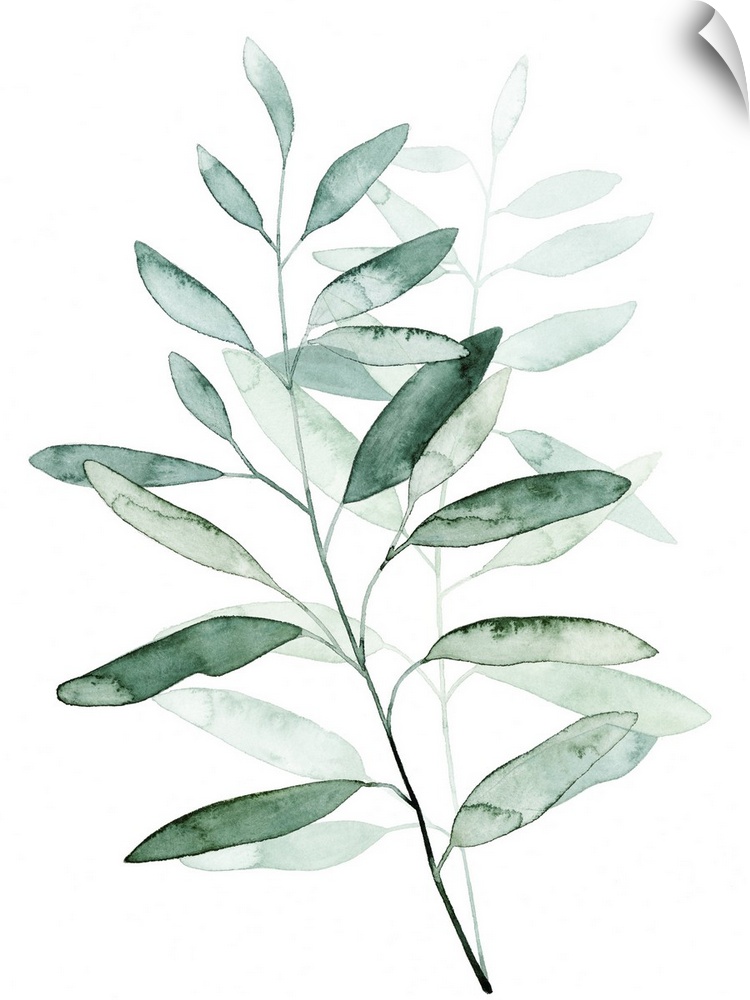 Watercolor artwork of a plant with pale green leaves.