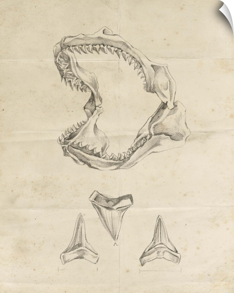 Vintage illustration of the jaws and teeth of a shark.