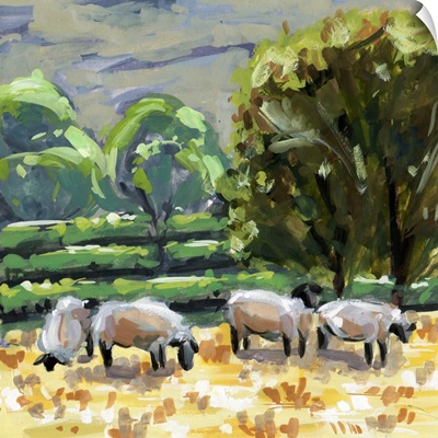 Sheep In Summer II