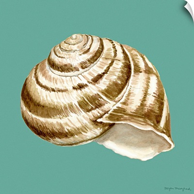 Shell on Aqua I