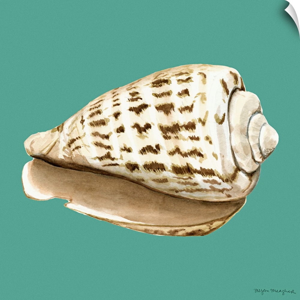 Shell on Aqua II