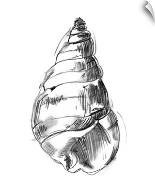 Shell Sketch V