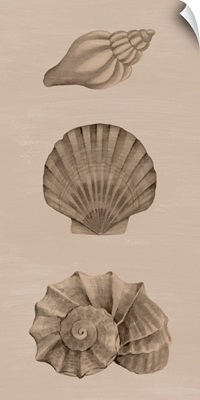 Shells On Sepia II