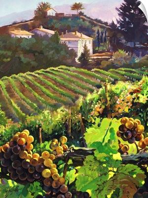 Siena Harvest