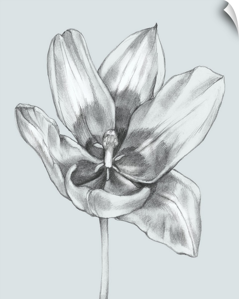 Silvery Blue Tulips II