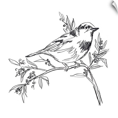 Simple Songbird Sketches I