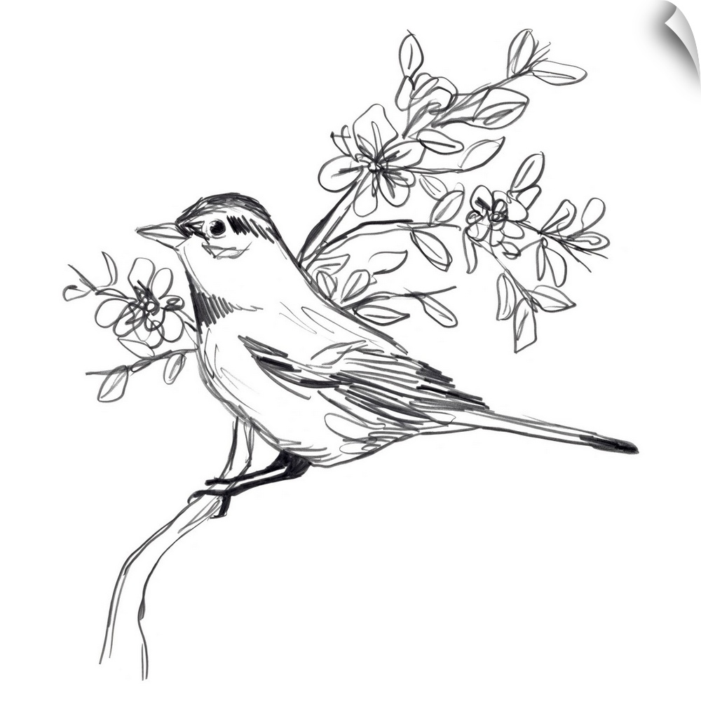 Simple Songbird Sketches III