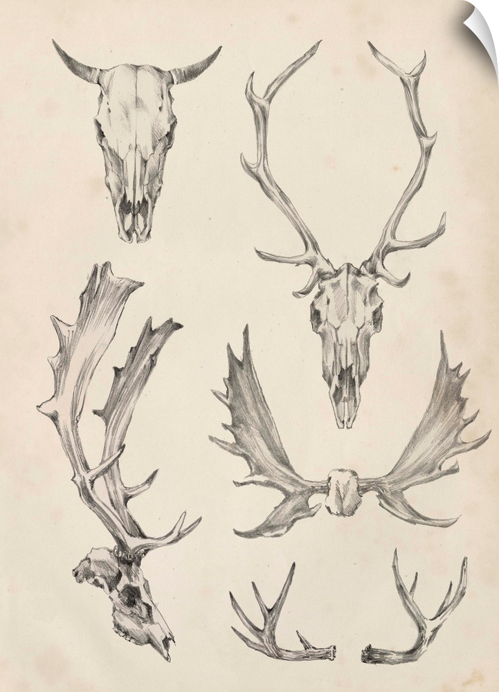 Contemporary scientific illustrative artwork of animal skull horns and antlers.