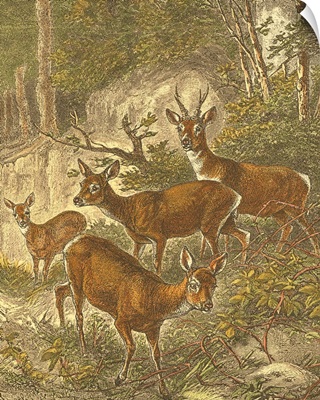 Small Roe Deer