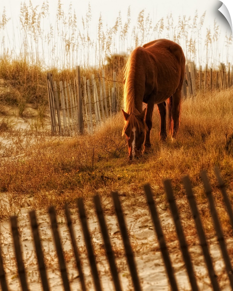 Fine art photo of a horse grazing on grassy dunes.