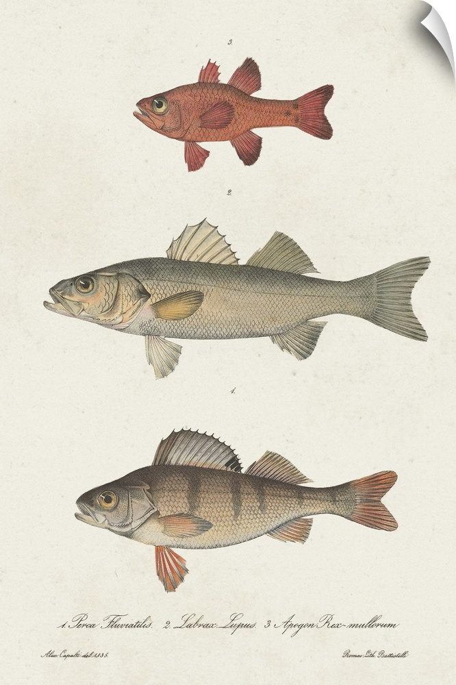 Species of Antique Fish II