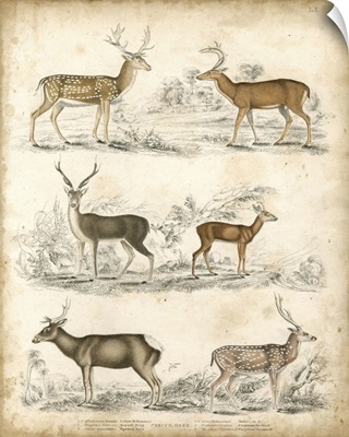 Species of Deer
