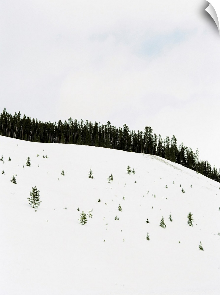 Photograph of deep snow with only the tips of small trees showing through, Banff, Canada