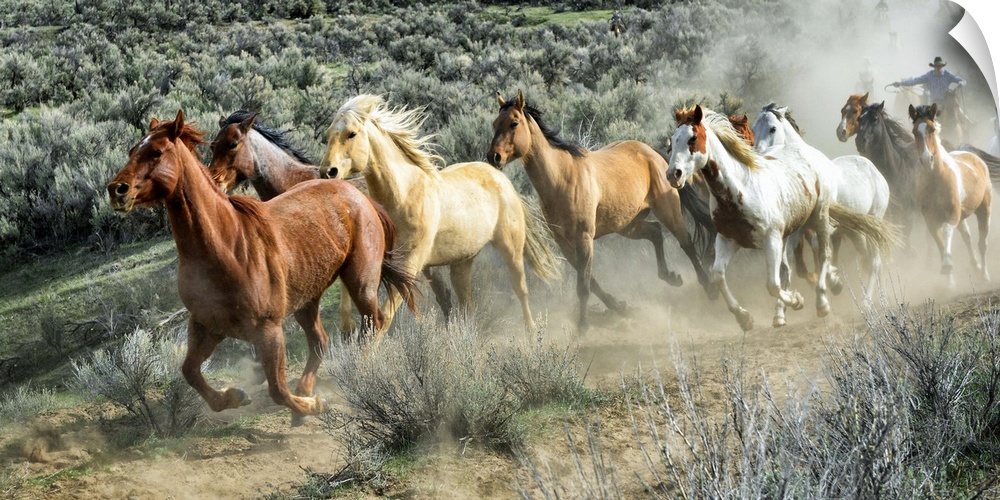 Fine art photo of a herd of wild horses galloping across the prairie.