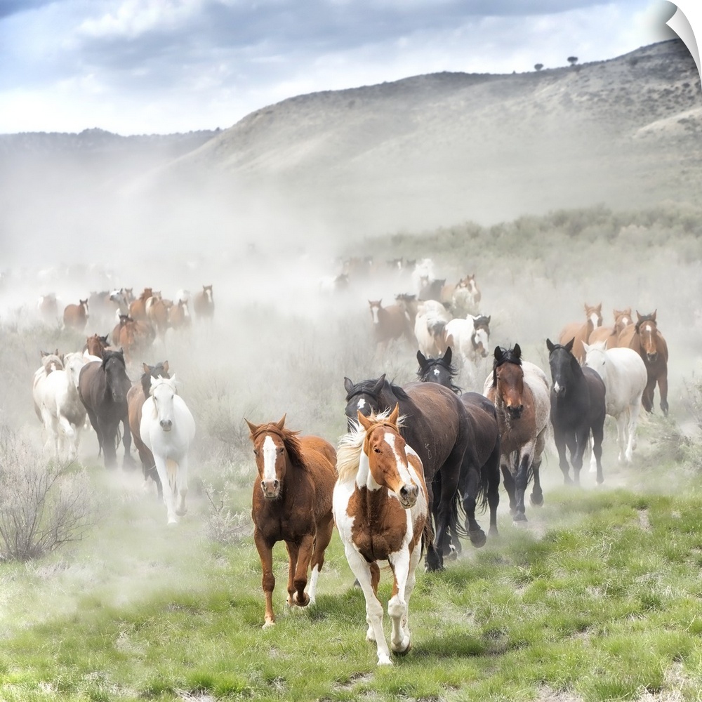 Fine art photo of a herd of wild horses running across the plain.