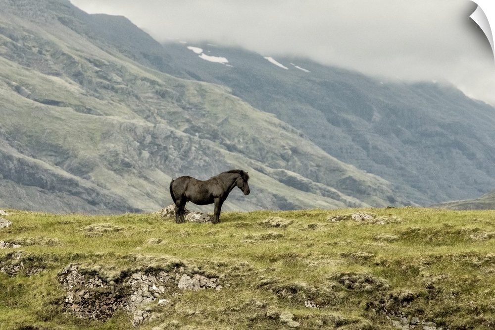 Photograph of a lone horse in the field with fog rolling over mountains in the background.