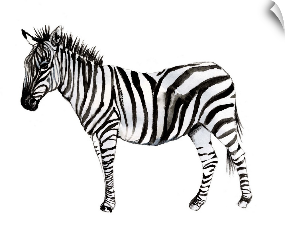 Standing Zebra II