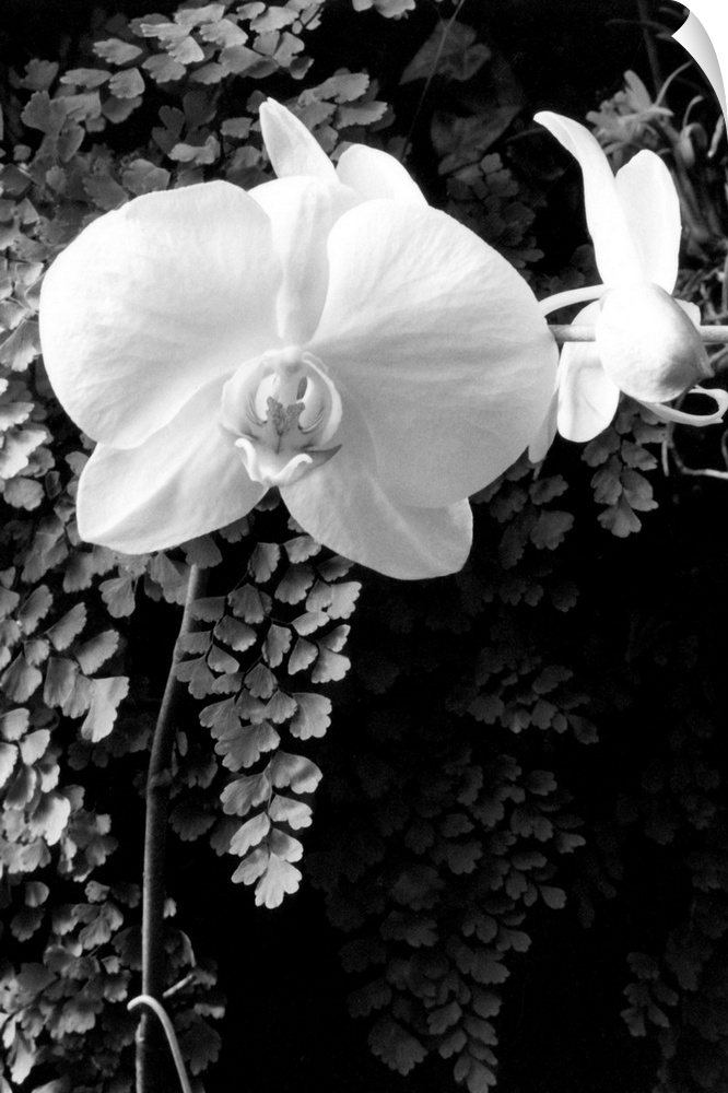 Striking Orchids I