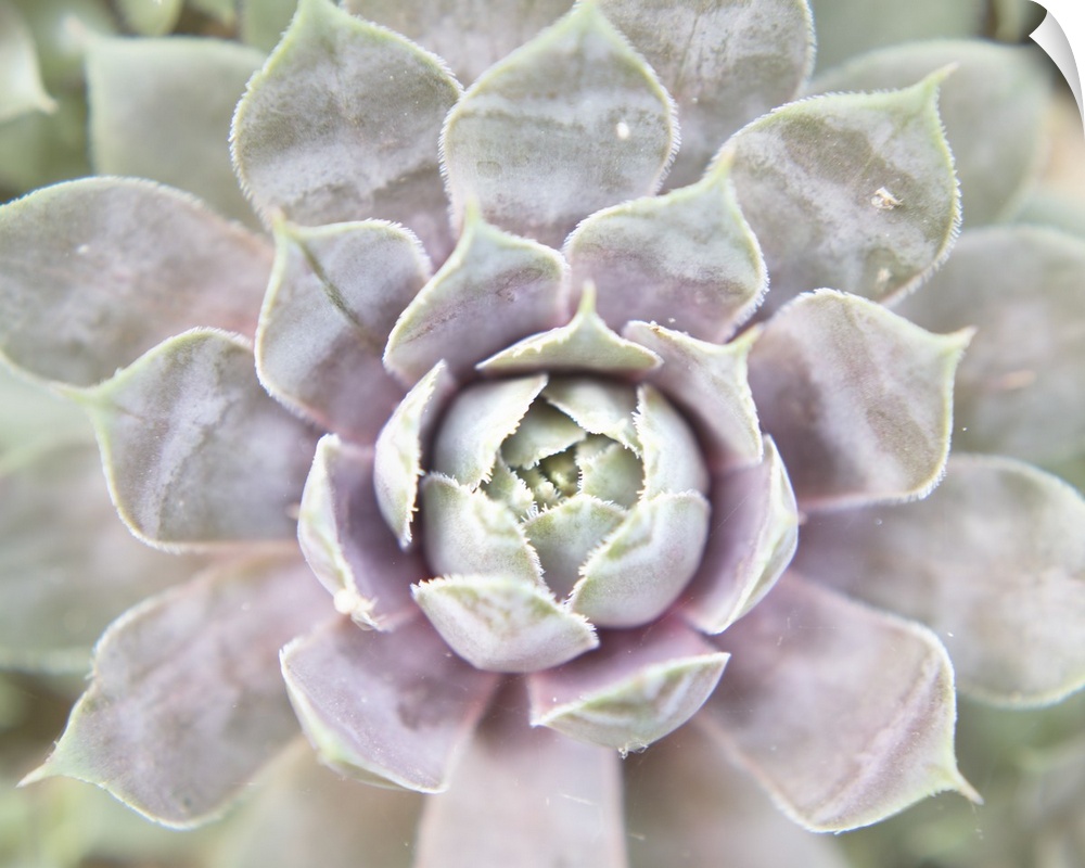 Close up photograph of a pink and green succulent.