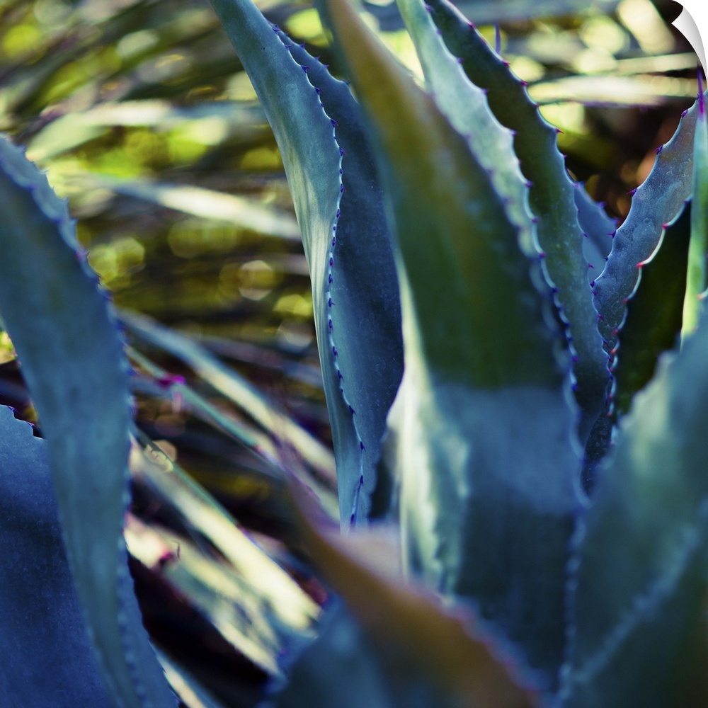 Close up view of deep blue succulent leaves.