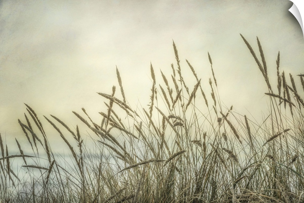A dreamy fine art photograph of coastal grasses in front of a hazy sky, perfect for a calm bedroom or living room scene