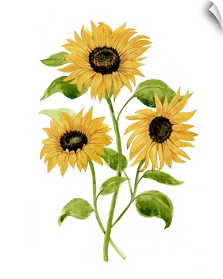 Sunflower Trio I