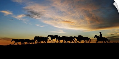 Sunlit Horses V