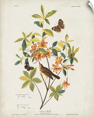 Swainson's Warbler