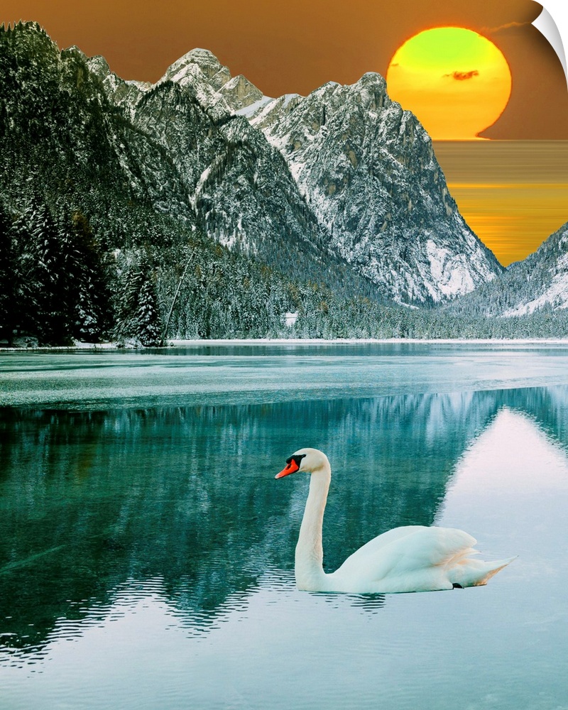 Swan At Dawn I