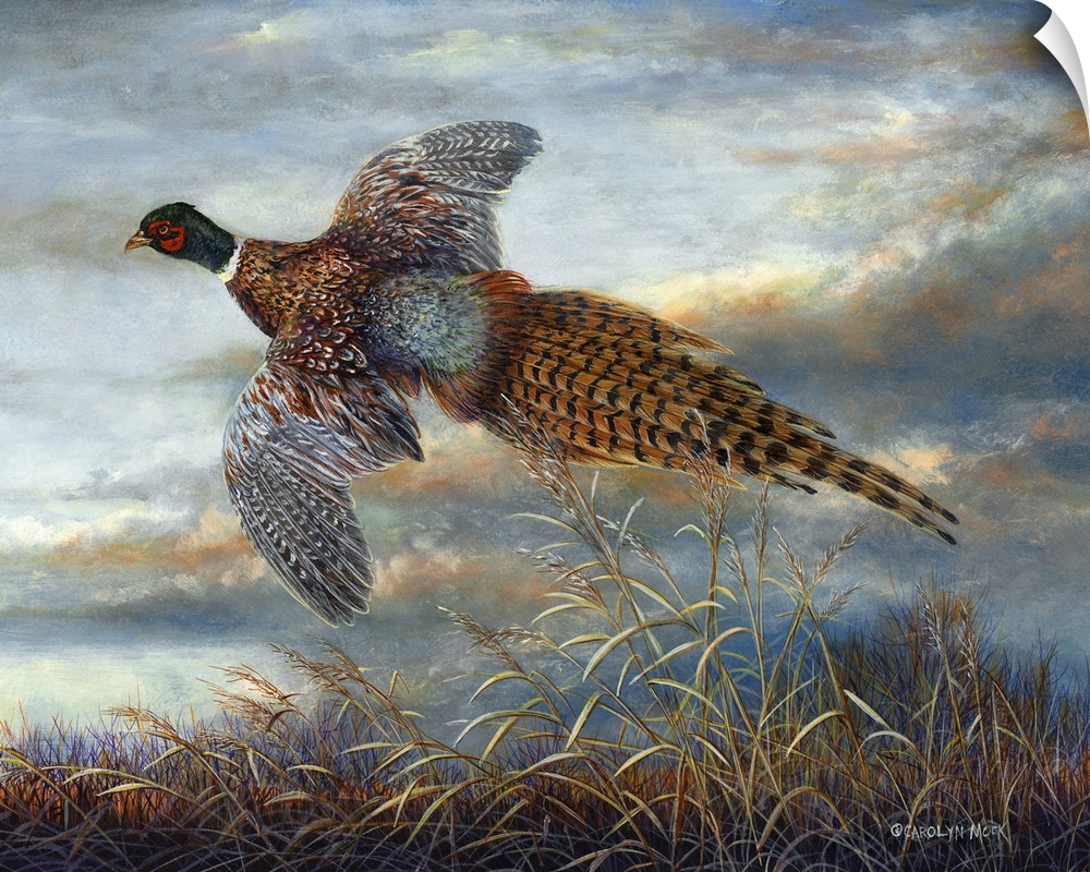 Contemporary painting of a pheasant in mid-flight.