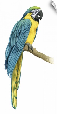 Teal Macaw I