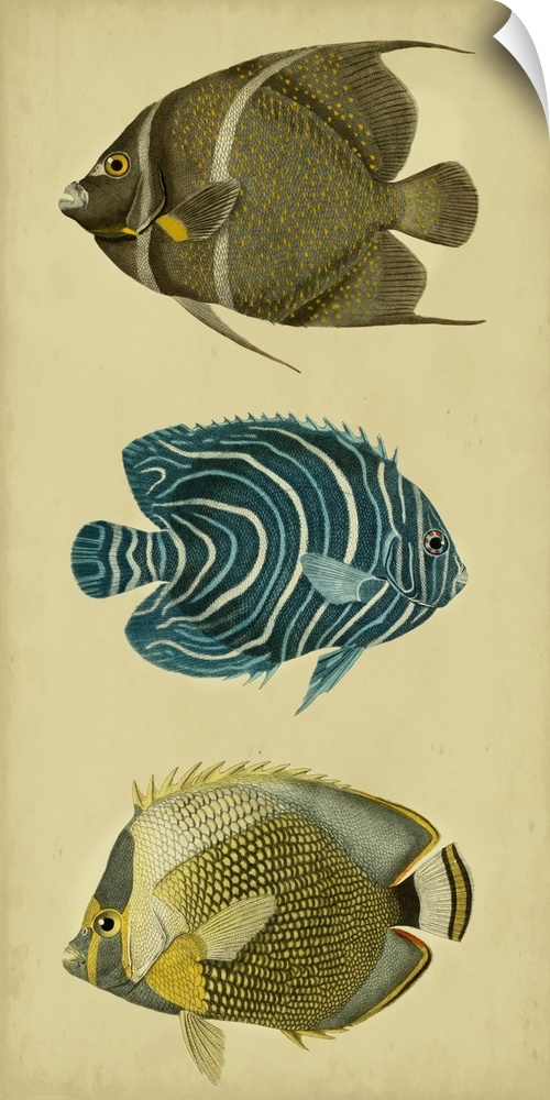Trio of Tropical Fish III