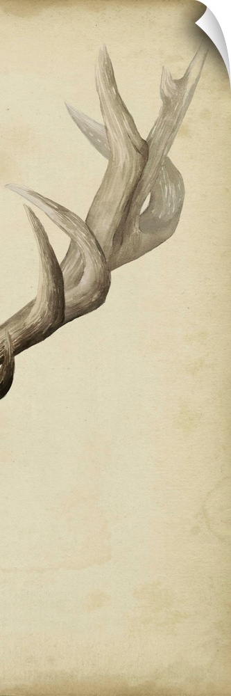 Part of a triptych of a mounted elk and its antlers.